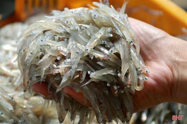 Rộn ràng mùa cá mờm cơm Rộn ràng mùa cá mờm cơm